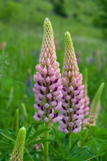 Lupins
