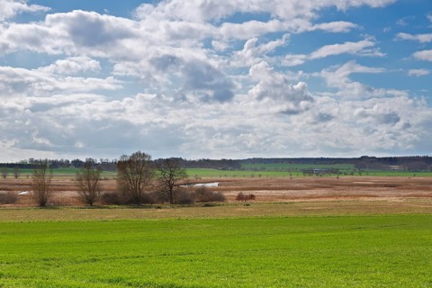 Reed stand on the Trebel River