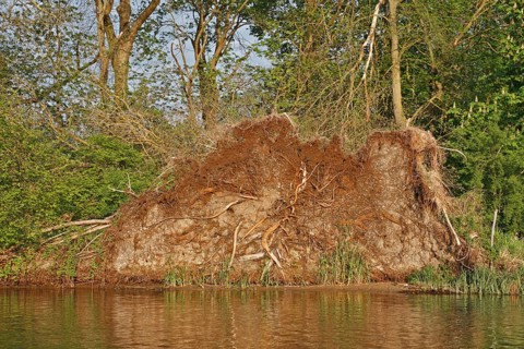 Root ball of a fallen tree
