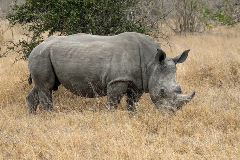 White rhinoceros