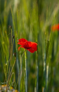 Poppy flowers