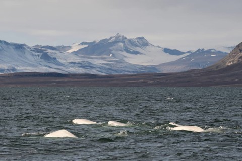 Group of belugas
