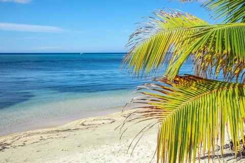 A palm tree on the beach of West End on Roatan Island. Honduras