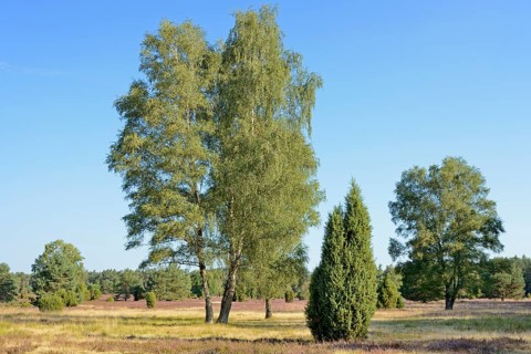 Heathland