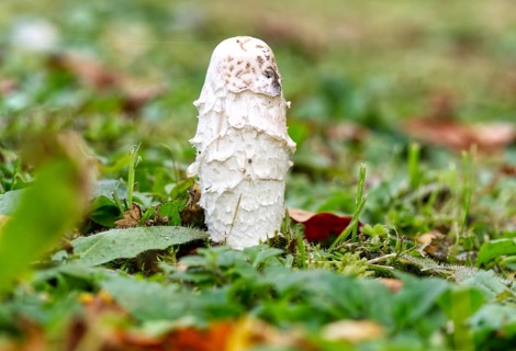 Shaggy ink cap