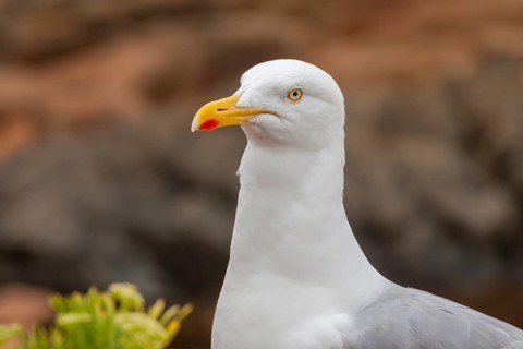 European herring gull