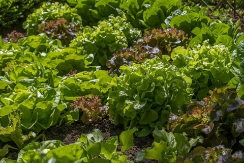 Bed with various green lettuce varieties