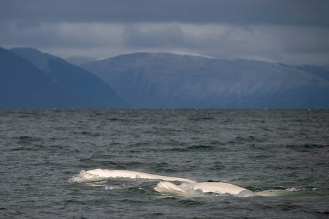Group of belugas