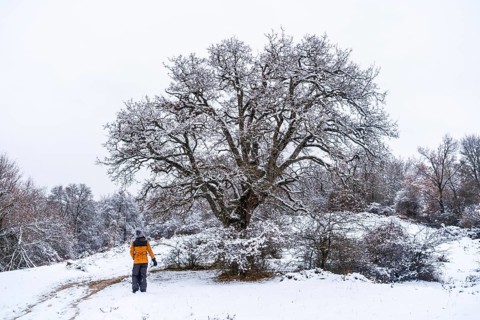 Young girl in a yellow jacket walking through the snow next to a tree. Snow in the town of Opakua near Vitoria in Araba