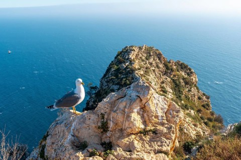 Seagulls at the Mirador de Carabineros in the Penon de Ifach Natural Park in the city of Calpe
