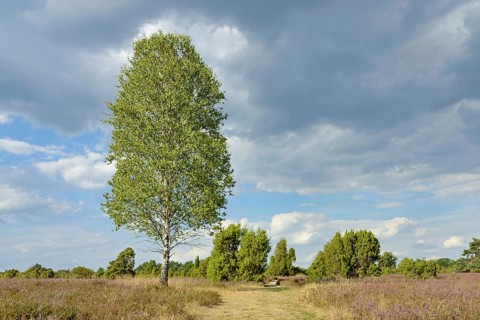 Heathland landscape