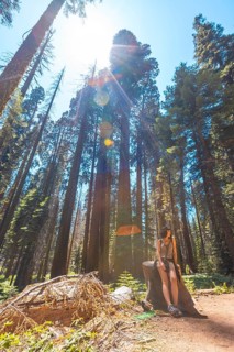 A woman in Giant trees in a meadow of Sequoia National Park
