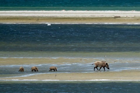 Wild boar