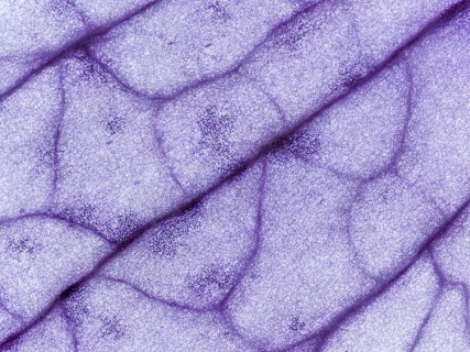 Petal of an orchid