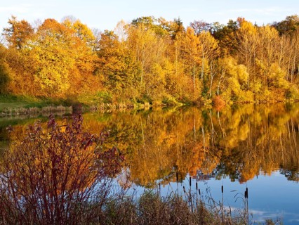 Golden autumn forest with reflection in the lake near Haslach