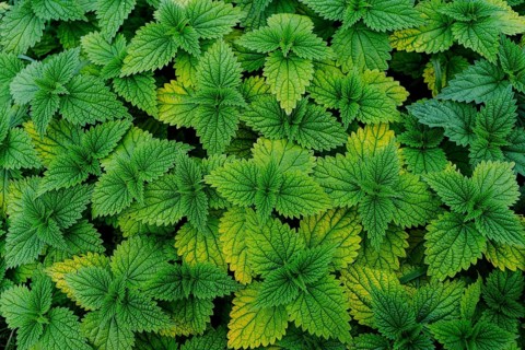 Stinging nettle