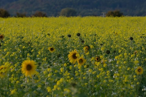 Field mustard