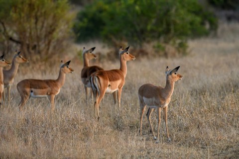 Black heeled antelopes