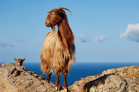 Goat and head of a goatling
