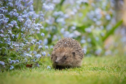 European hedgehog
