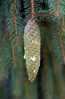 Spruce