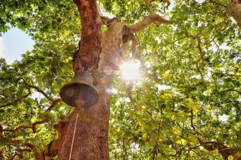 Church bell in tree