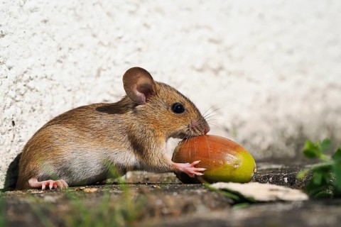 Wood mouse