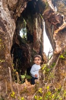 Fanal forest in Madeira