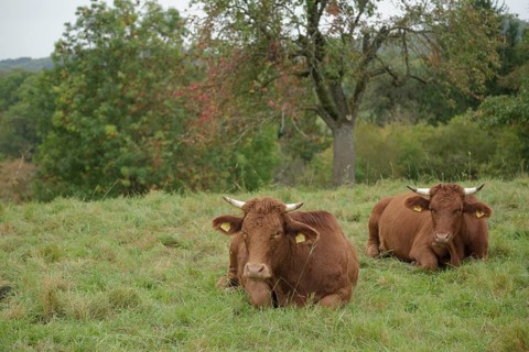 Limpurg cattle grazing in a meadow opposite Comburg Castle