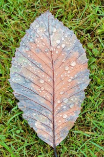 Pontine oak