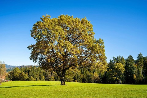 A free-standing oak in a meadow in autumn. Forest in the background. Maierhoefen in Allgaeu
