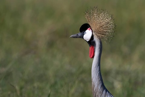 Black crowned crane
