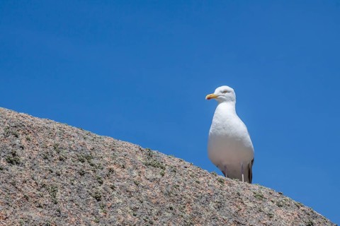European herring gull