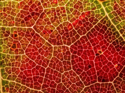 Autumn coloured leaf of a maple