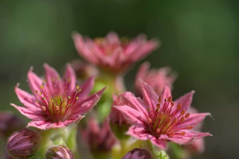 Flowering houseleek