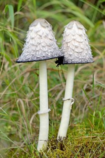 Shaggy ink cap
