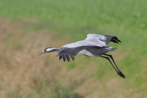 Crane
