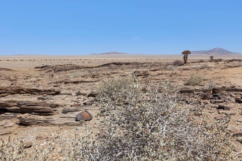 Desert-like landscape with quiver tree