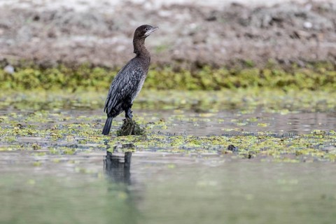 Pygmy Cormorant