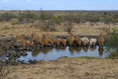 Lions