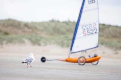 Beach sailors on the coast of De Panne