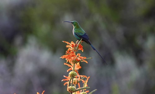 Malachite Sunbird
