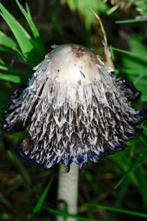 Shaggy ink cap