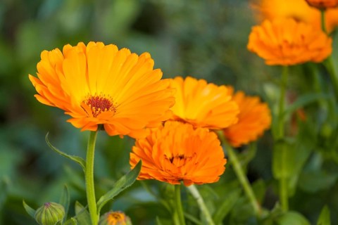 Marigolds