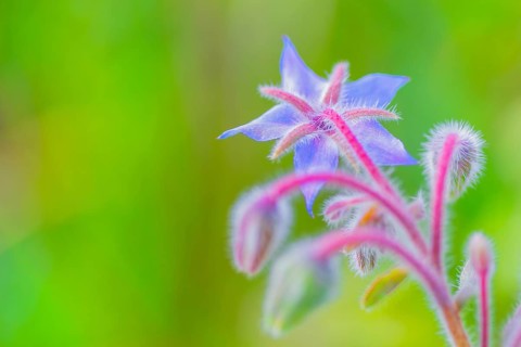 Borage