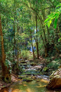 Rainforest and calm river with waterfall hidden behind trees in the state of Minas Gerais
