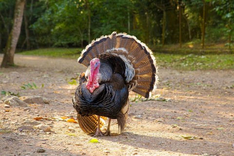 A black turkey deployed in Copan Ruinas temples. Honduras