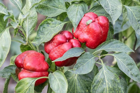 Sweet pepper