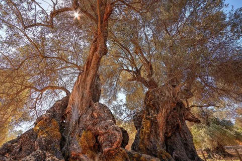 Ancient olive tree
