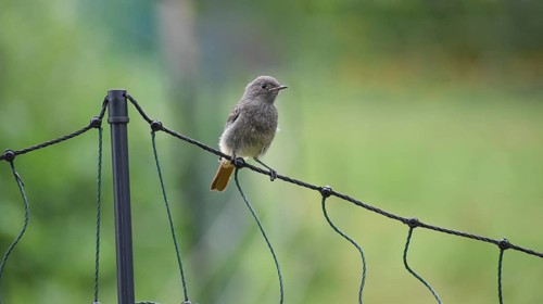 Black Redstart